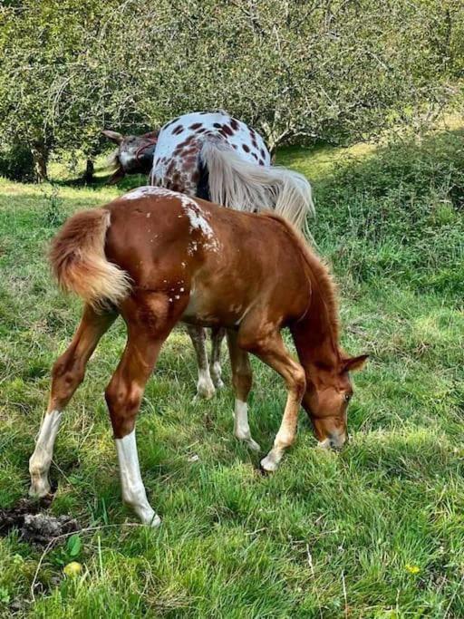 La Coqueta Del Sueve Villa Arriondas Bagian luar foto